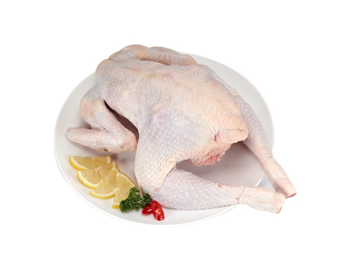 Gà mái đẻ trứng được cho ăn nhân sâm Hàn Quốc